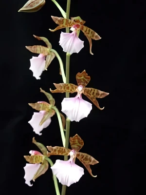 Bild von Lemboglossum bictoniense 2